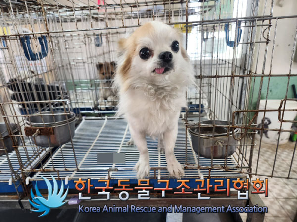 종료(기증) 믹스견…